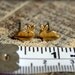 Tiny Bunny Earring Studs in Raw Brass, Surgical Steel Posts