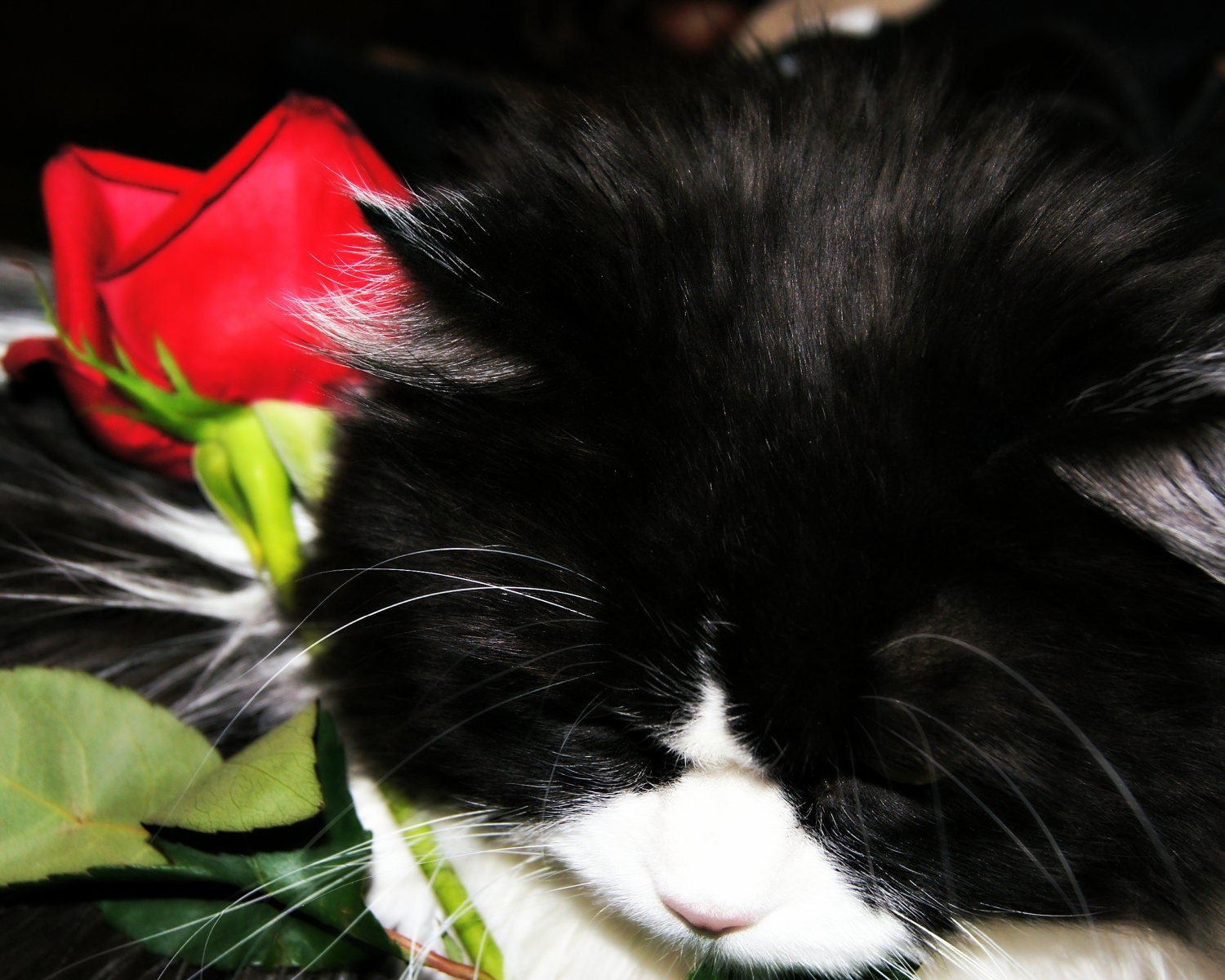 Portrait Photo, Cat and Red Rose, 8x10 Fine Art Photo, Still life, Home Decor in red, black, white and green