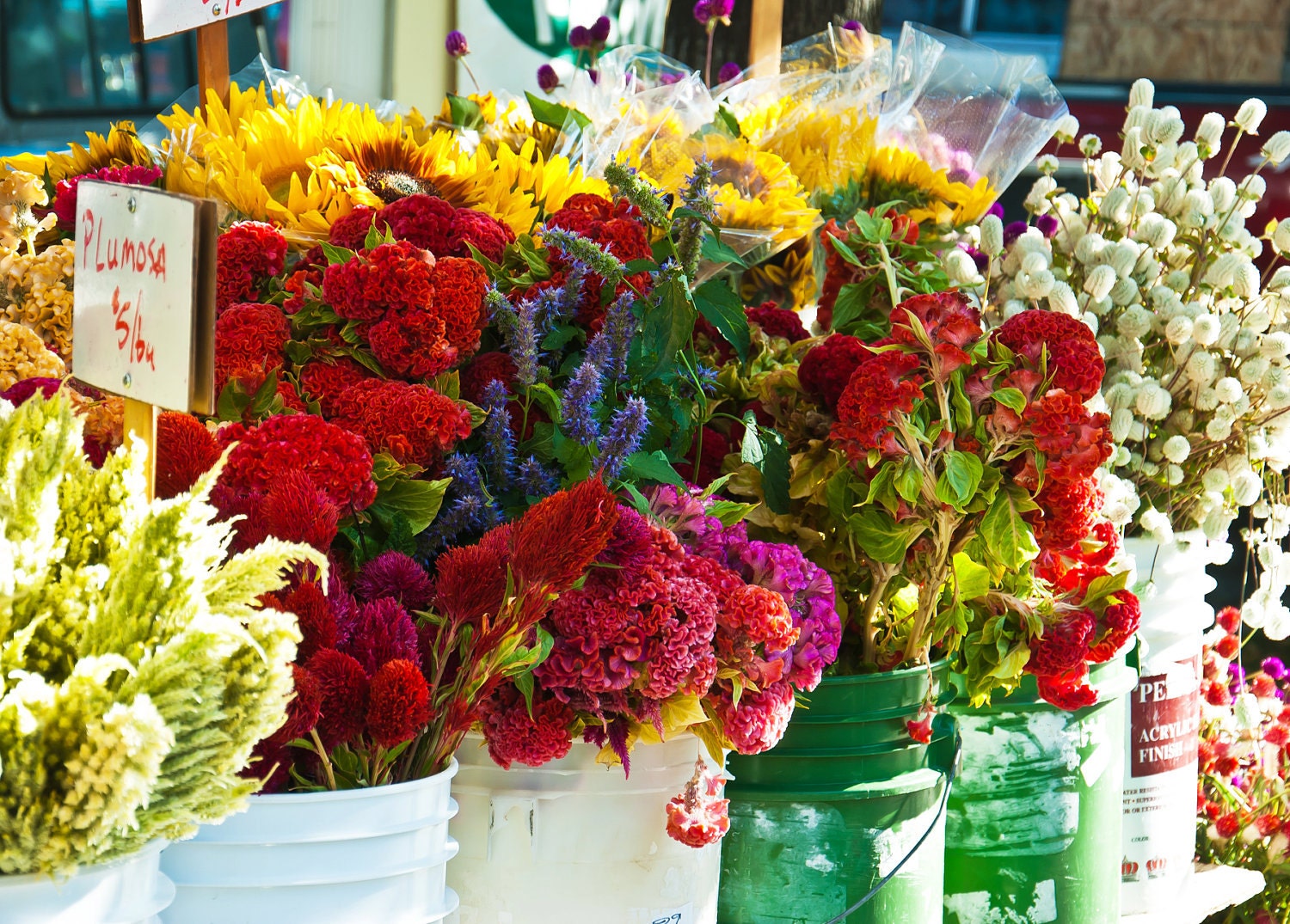 Photo Blank Greeting Card - Flowers at the Farmers Market in Salt Lake City