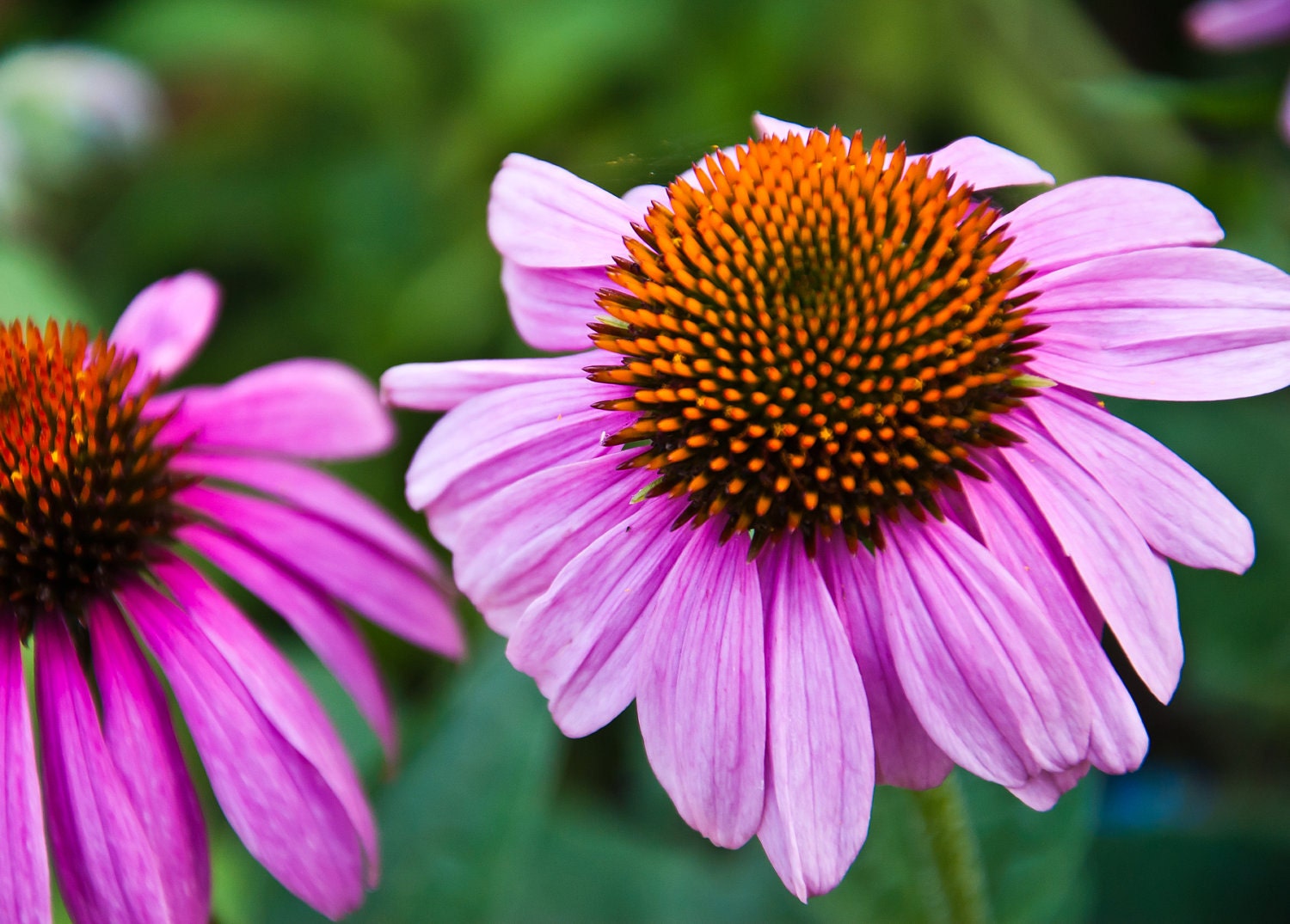 Flower Photography - Photo Notecard - Botanical