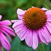 Flower Photography - Photo Notecard - Botanical