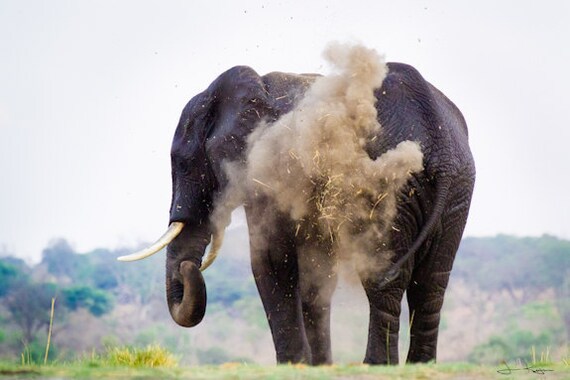 Elephant Throwing Dirt With Trunk 10x7 Fine Art Photo