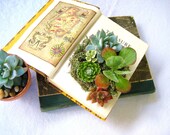 DIY or Completed Succulent Centerpiece Vintage Book Planter for the Book & Plant Lover