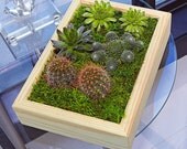 PALAVO TREASURE GARDEN frame - feng shui plants, framed plants. living frames, home decorating, succulent planter, mothers day gifts