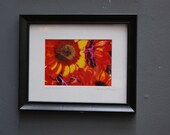 Dyed Sunflowers Framed (8x10) Original photography (5x7)