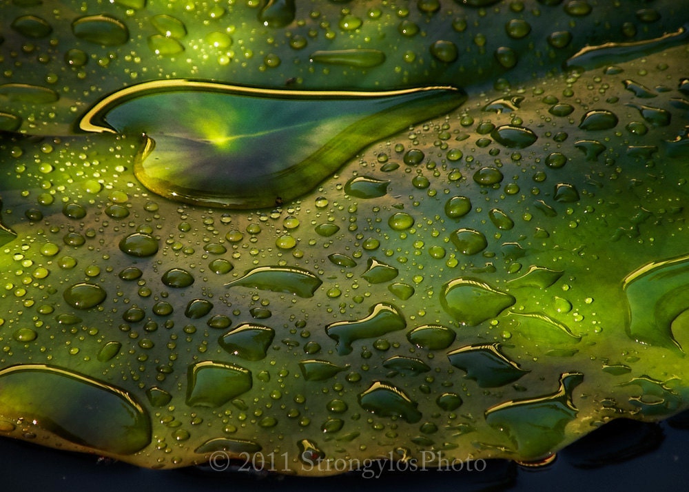 Fine Art Photography Heart, Rain, Waterlily 5x7 photo, green, heartshaped, StrongylosPhoto nature - StrongylosPhoto