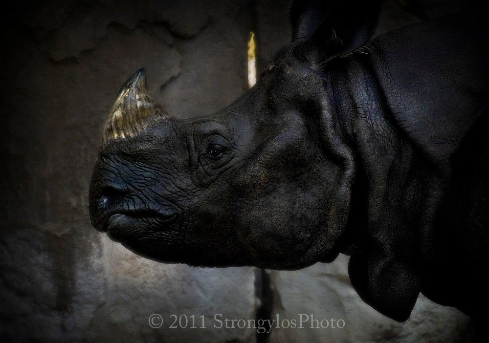 Animal Fine Art Photography Black Rhino 8x10 print strength endurance power fine art zoo nature StrongylosPhoto