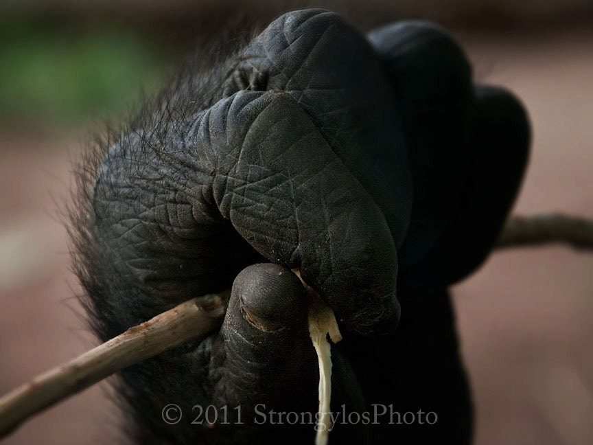 fine art photography, gorilla hands set of 3 photos, holding on, animal, 8x10 photo, black fur, primate hands, StrongylosPhoto