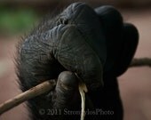 gorilla hand photo 8x10 photo art print strong art monkey animal photo treasury item