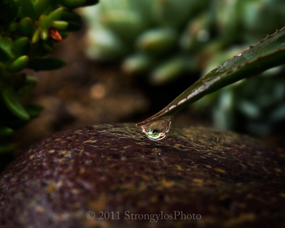 home decor Fine Art Still Life Photography 8x10 print waterdrop on aloe plant StrongylosPhoto green brown rock