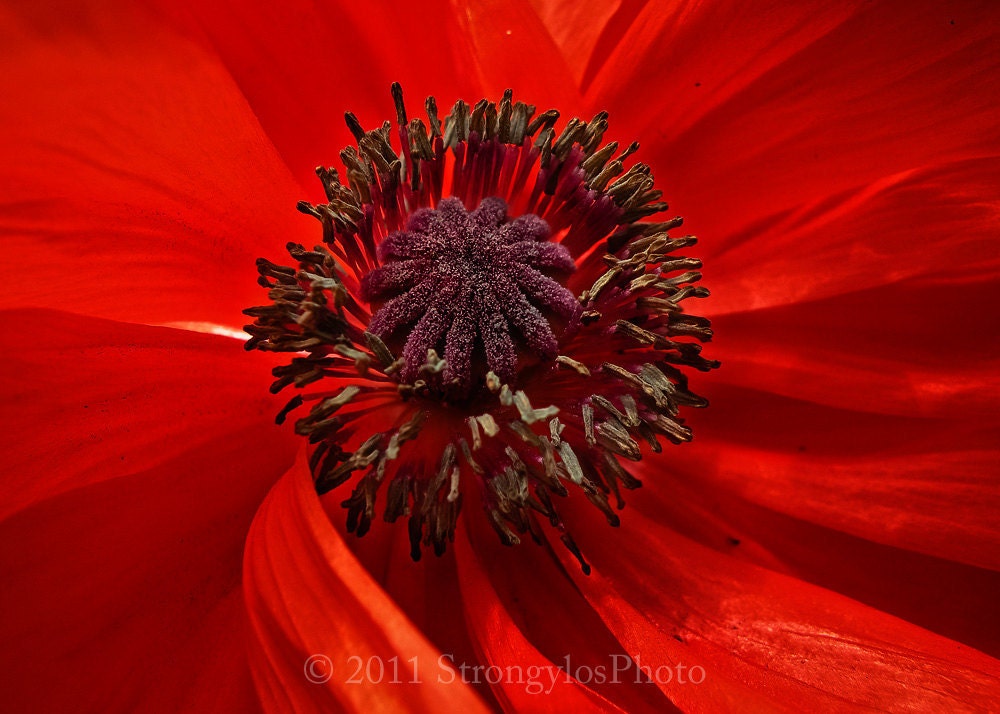 greeting card red poppy flower romantic 5x7 eco friendly ready to ship under 5 dollars