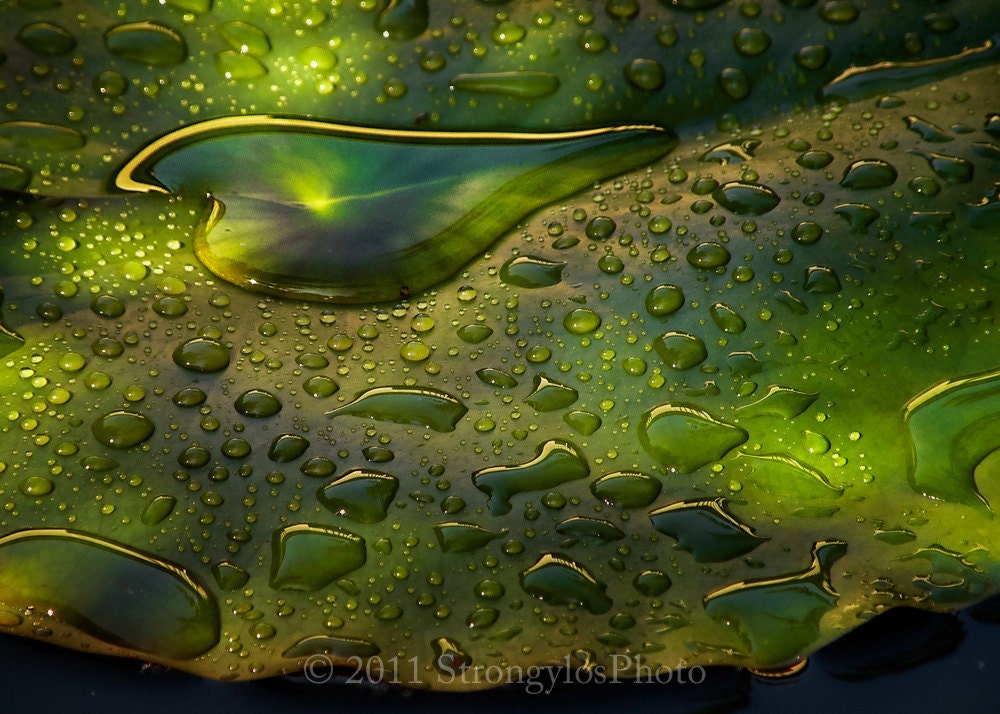 Fine Art Photography Heart, Rain, Waterlily 5x7 photo, green, heartshaped, StrongylosPhoto nature