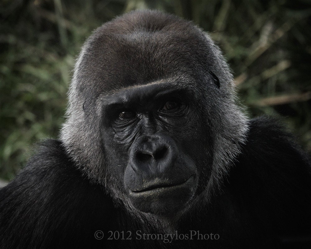 female Lowland Gorilla photo, 11x14 print, expressive animal face, close up photo wildlife animal, nursery decor, home decor