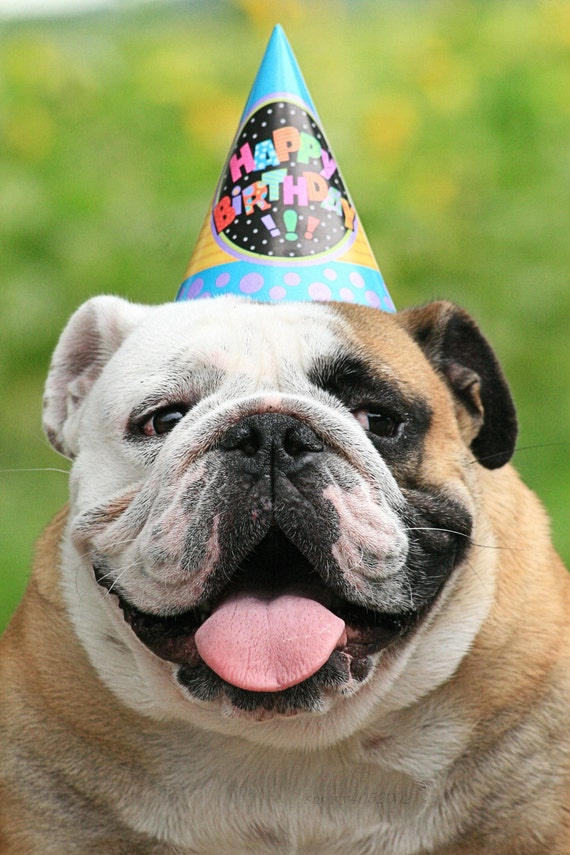 Best Happy Birthday English Bulldog of the decade Learn more here 