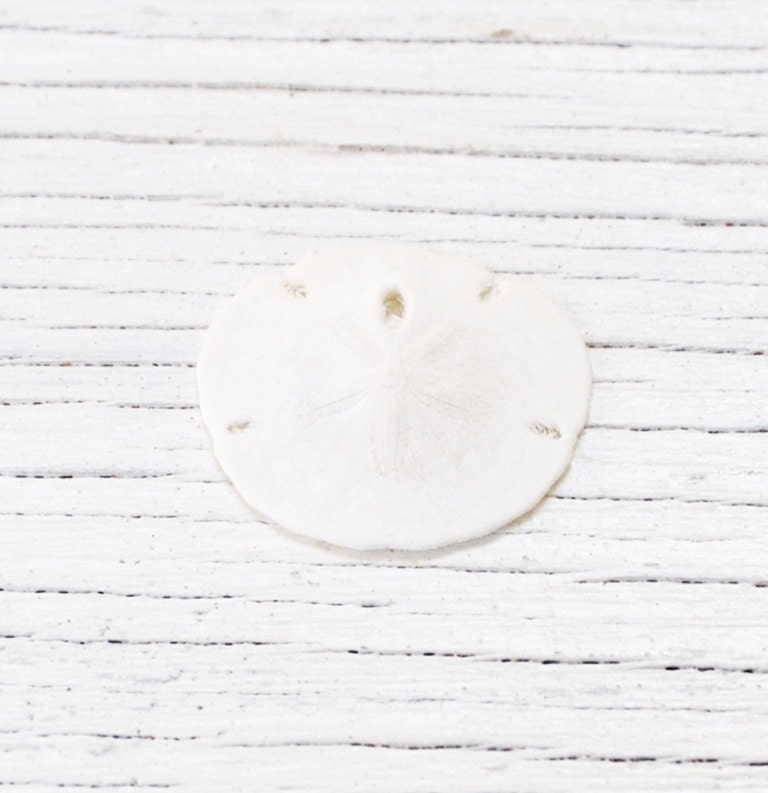 medium small sand dollar shells (3 pcs)