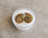 tiny ammonite fossils 1 pair