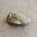 full fossil clam