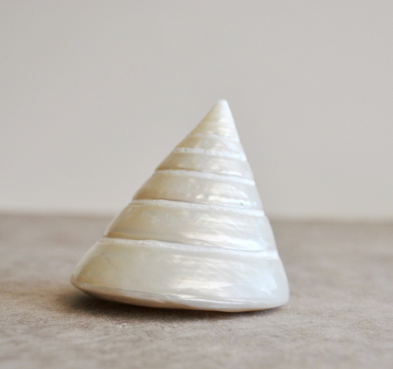 Polished Silver/Pearl Trochus Seashell