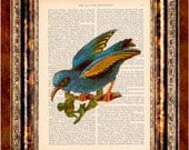 BLUE BIRD Vintage Art Print Antique 1800's Book Page or Dictionary Page Upcycled Recycled
