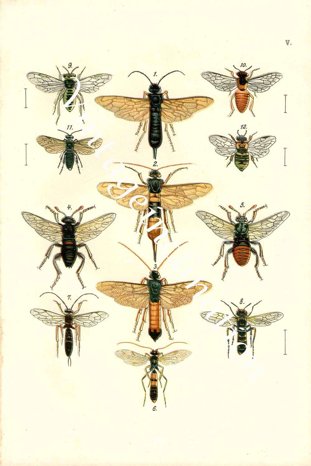 Wasp Chart