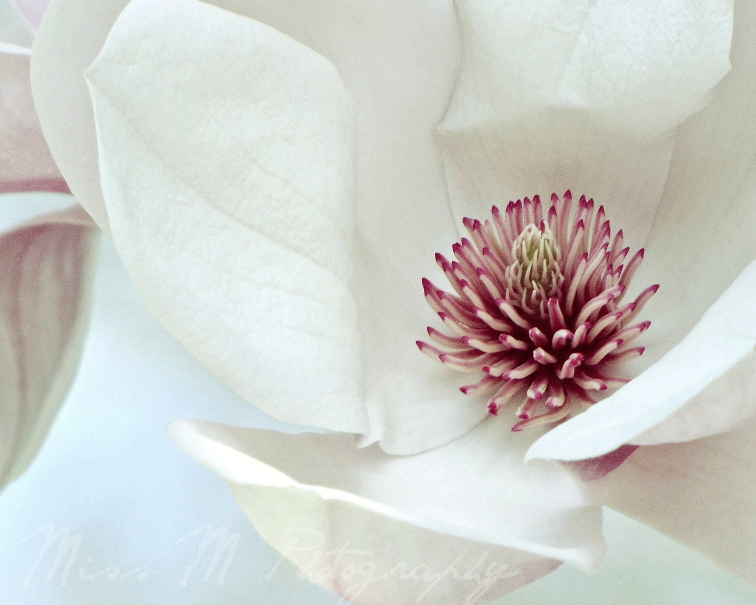 Magnolia, white, cream, pink, blue, spring, nature, home decor, original fine art photograph, 8 x 10 print