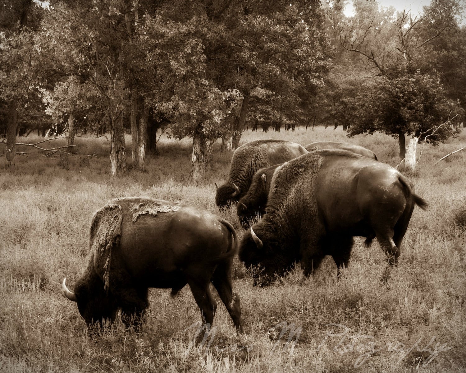 Bison buffalo sepia brown animal rustic by MissMPhotography