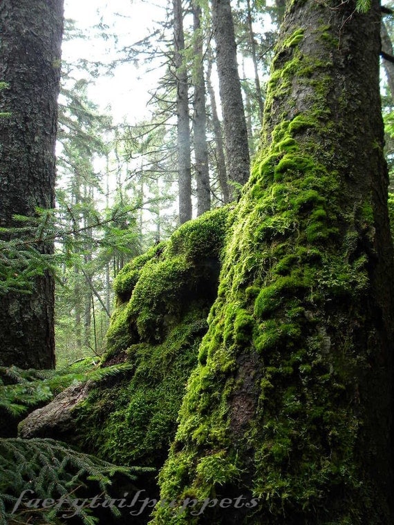 Maines Mossy Forest photo print