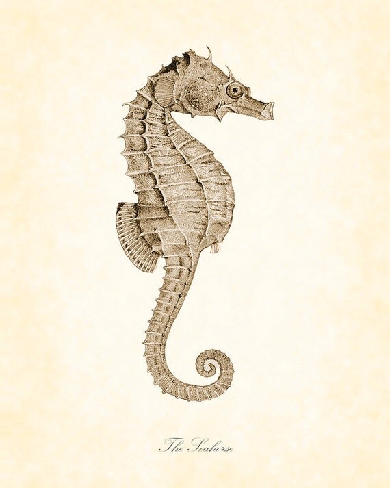 Vintage Seahorse in Sepia Natural History Art Print 8 x 10