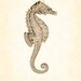 Vintage Seahorse in Sepia Natural History Art Print 8 x 10