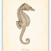 Vintage Seahorse in Sepia Natural History Art Print 8 x 10