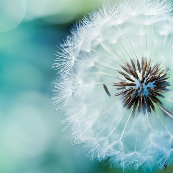 Fine art photography - dandelion nature photography 5x5 - blue green teal spring macro print - still life - mylittlepixels Fine art photography - dandelion nature photography 5x5 - blue green teal spring macro print - still life - mylittlepixels