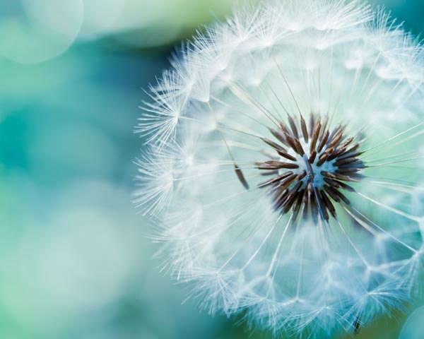 Dandelion photography fine art photography 8x10 - blue green teal nature photo print -  photograph botanical "Delicate" clickety - mylittlepixels