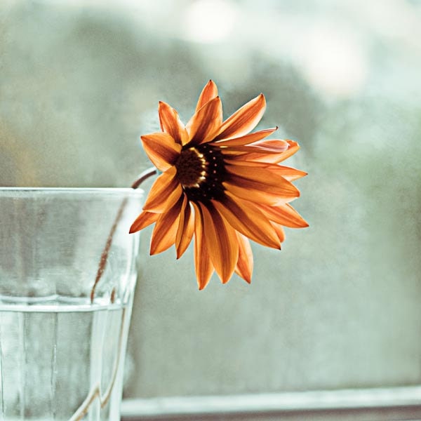 Fine art photography print - nature photograph - vintage inspired daisy print - botanical print - 5x5 photograph "In Captivity" clickety