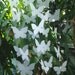 Beautyful White butterfly Hanging Mobile