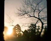5:47 8 x 8 Print.  Sun setting beautifully bleak, stark, bare branches tree, surreal, tim burton slant, winter autumn, fall.
