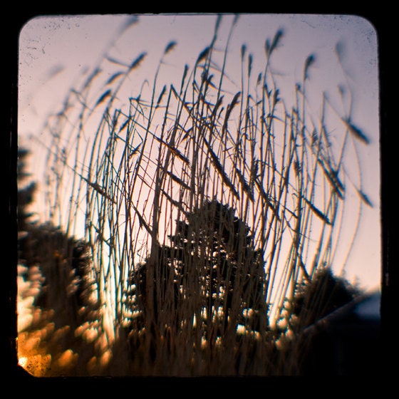 Song for Jesse 8 x 8 Print.  Stalks, purple tones, dagger dappled sun, moody, surreal fall autumn winter