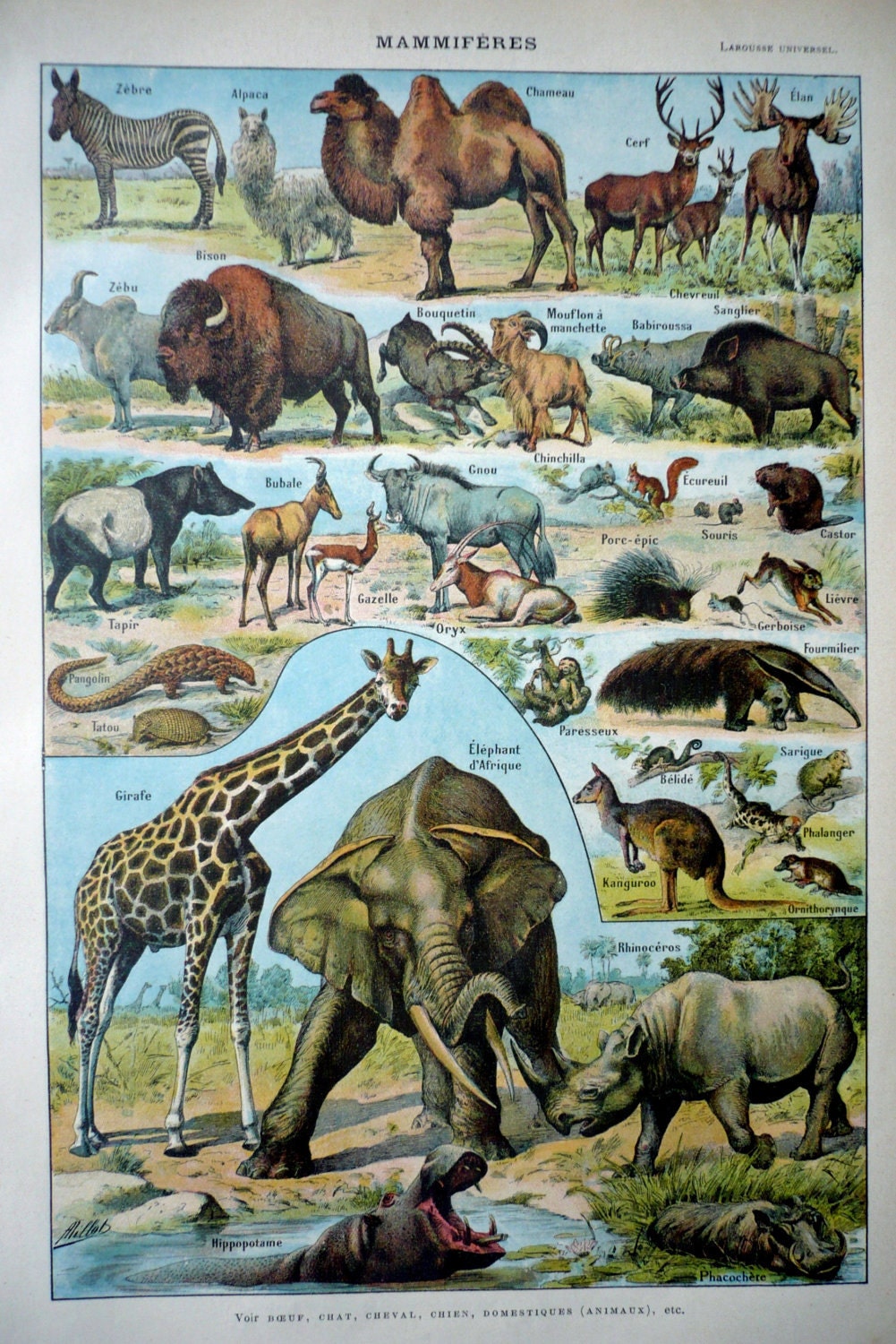 1922 - Poster - ANIMALS, MAMMALS - 2 French Dictionary Color Illustrations