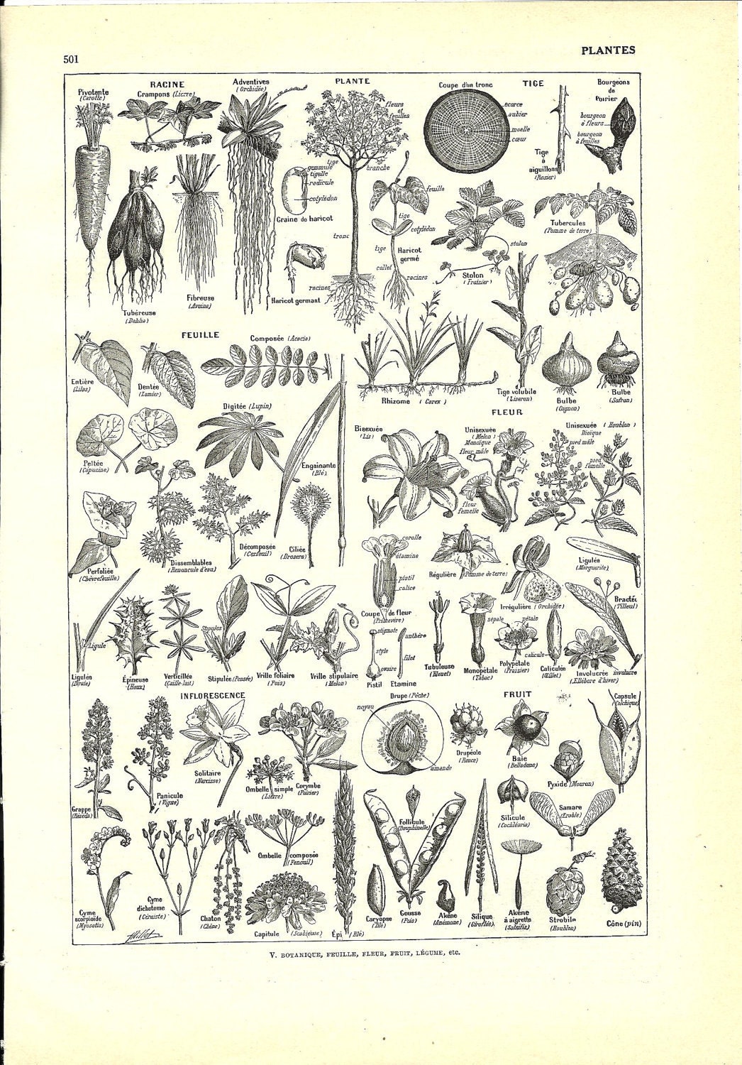 Antique botanical black and white poster - French dictionary Illustration - 1948
