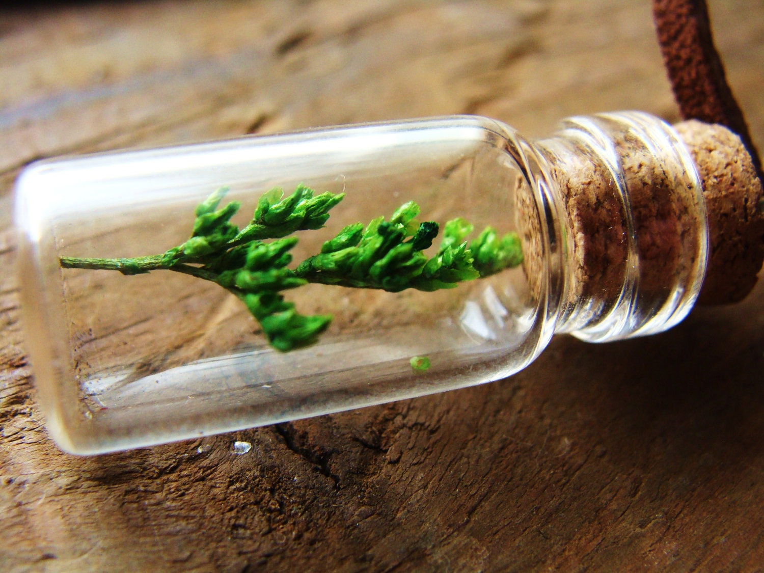 Necklace - Baby Tree in Miniature Jar on Leather Cord - For Him or Her