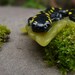 Spotted Salamander on Carved Olivine Leaf Pendant -very realistic - OOAK