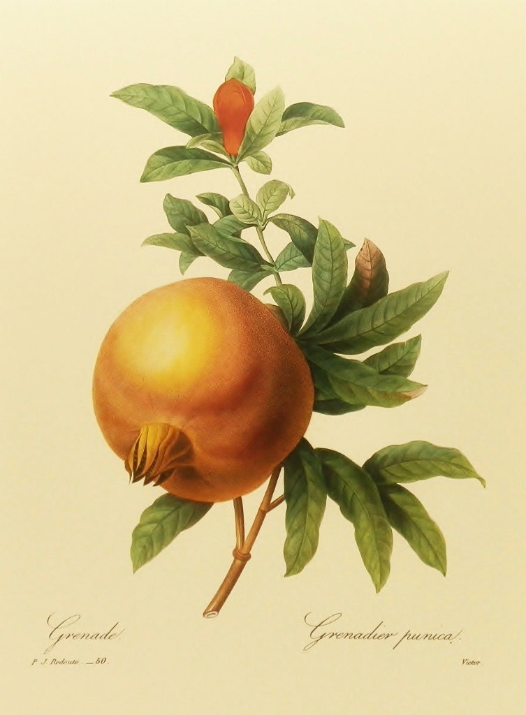 Pomegranate Kitchen Art Print, Home Wall Decor, Botanical Redoute Fruit Book Plate To Frame, No. 50