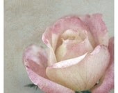 Vintage Inspired Pink Rose Fine Art Photo Valentine Soft Romantic -  8 x 8