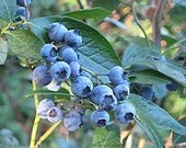 50 High Bush Blueberry Seeds-1019