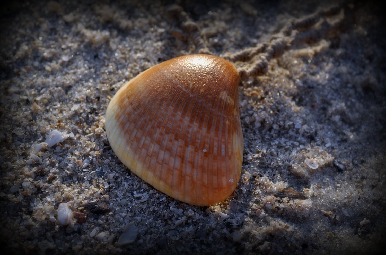 Organtic Sea Shell