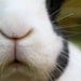 Bunny Photograph 8x10 Color Rabbit Art