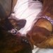 Designer Dog Collar Poochy Couture Pink and Brown Fleur de Lis Adjustable