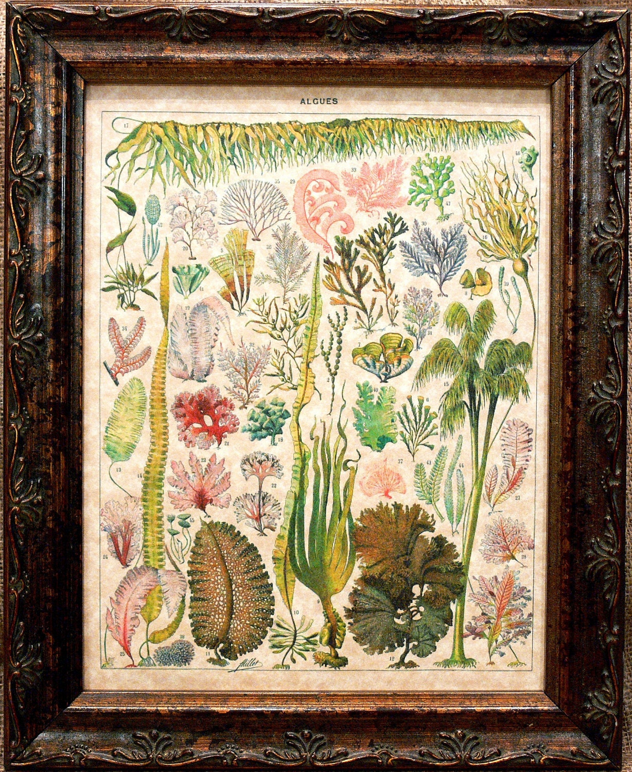 Types of Algae Plants Art Print from 1912 on Parchment Paper