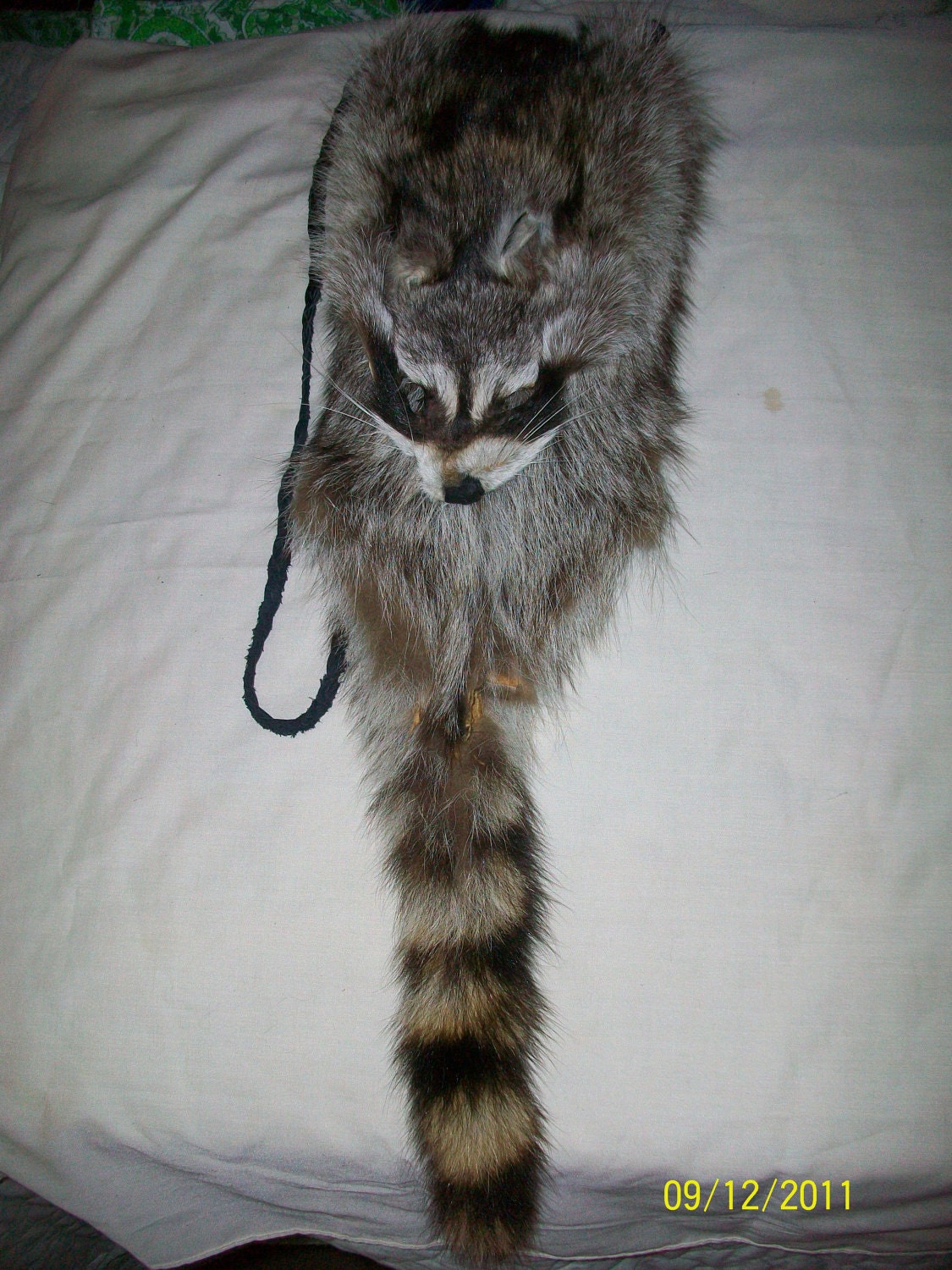 Hand Made Sleeve Style Raccoon Pelt Bag - Native American
