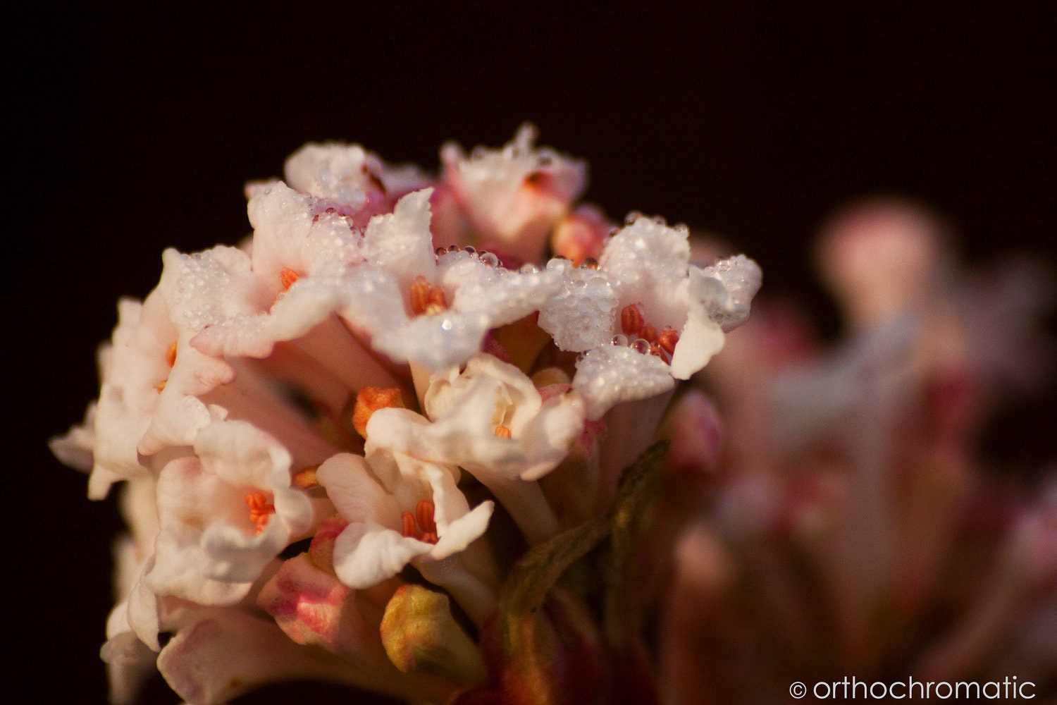 SALE: SAVE 50% - Petals & Droplets - 15x10" Lustre Premium Fine Art Nature Photo Print - Affordable Artwork Decor