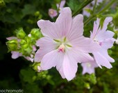 SALE: SAVE 50% - Delicate Pink Petals - 7x5" Lustre Premium Fine Art Nature Photo Print - Affordable Artwork Decor